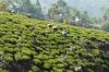 Workers on duty in a Tea Garden - Darjeeling